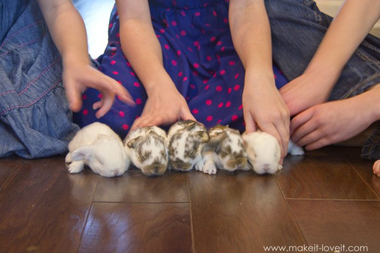 When your pet bunny has babies...who SURVIVE!! ) Make It & Love It